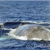 whale_humpback_h_00315_dom2358.jpg